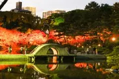 紅葉ライトアップ