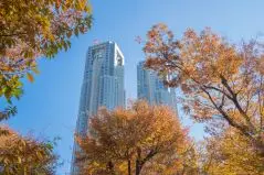 東京都庁と紅葉の風景