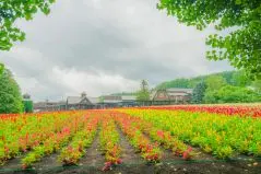 ファーム富田 色とりどりの花