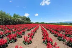 北の大地のお花畑
